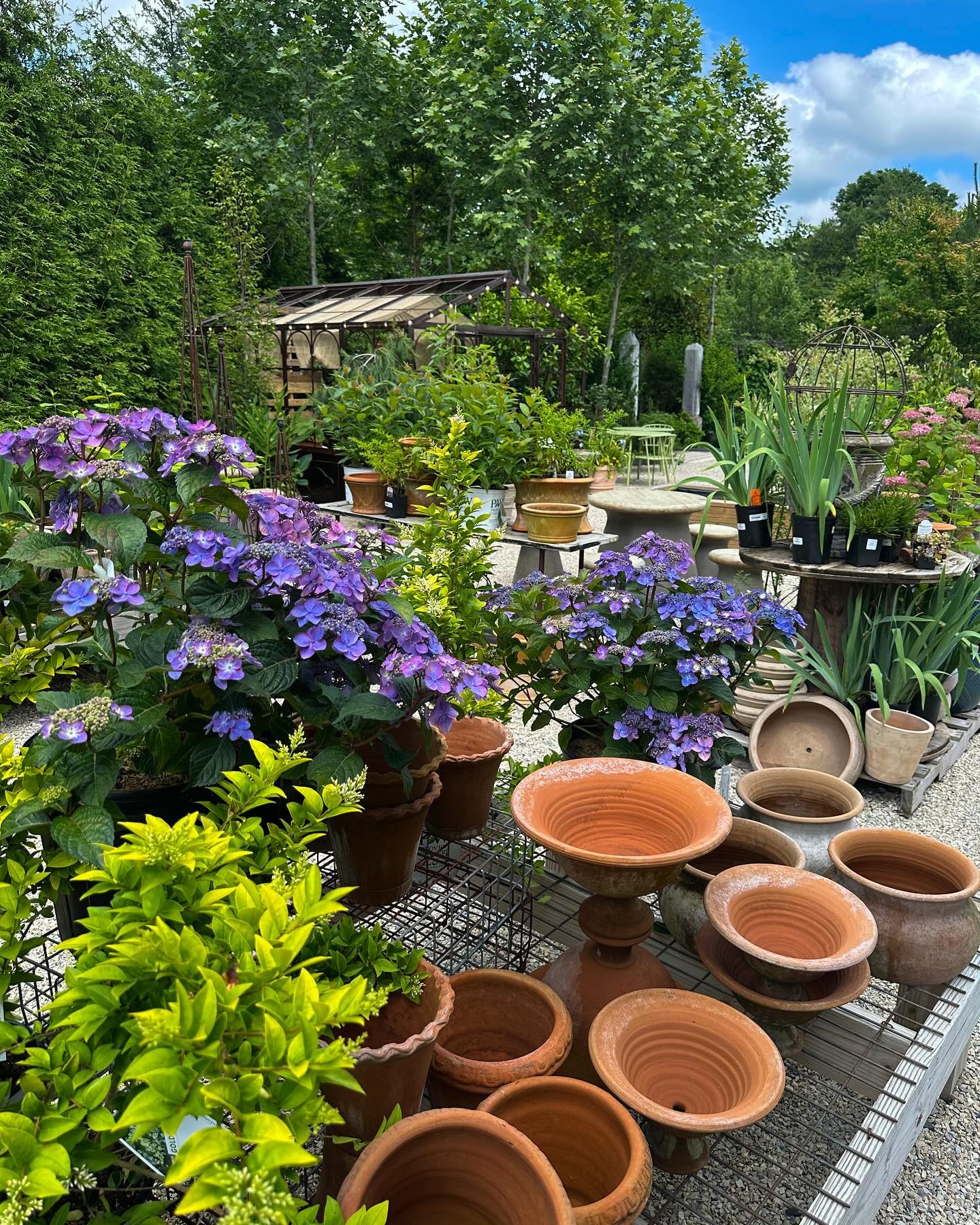 Put on your sunblock and come stroll around the garden center. ☀️ 

#blackshed #newjersey #flemingtonnj #clintonnj 
#stocktonnj #lambertvillenj #gardenlove #gardencenter #frenchtownnj #hunterdoncountynj #hydrangealove #hunterdoncounty #buckscountypa 