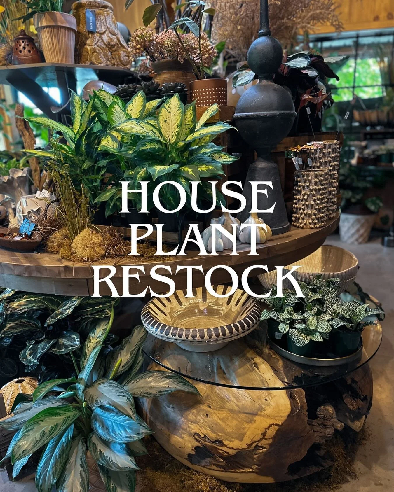 The shop is freshly stocked with beautiful plants 🌱, food trucks are rolling in, and the sun will be shining on the garden. Come grab a cozy spot to sit with friends and enjoy this summer weekend.

SATURDAY 8/16
Shop open 10am-7pm
Bar open 12pm-6:30
