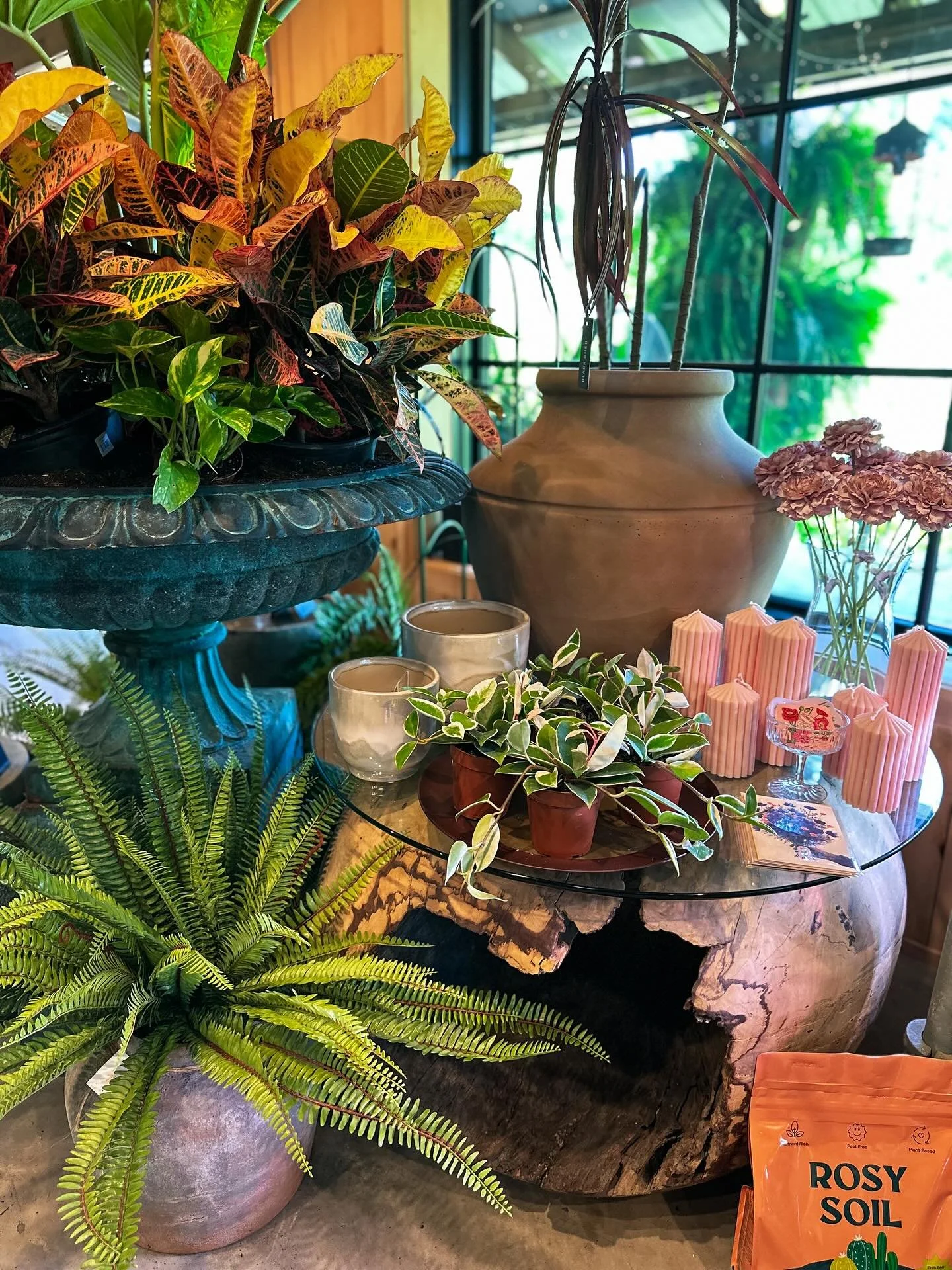 This weather is perfect for enjoying a coffee or cocktail in a lush natural space. Join us this weekend for great deals on our Porch Sale, sales on Citrus Trees 🍊, beautiful new autumn grasses and blooms for the garden, an abundance of houseplants, 