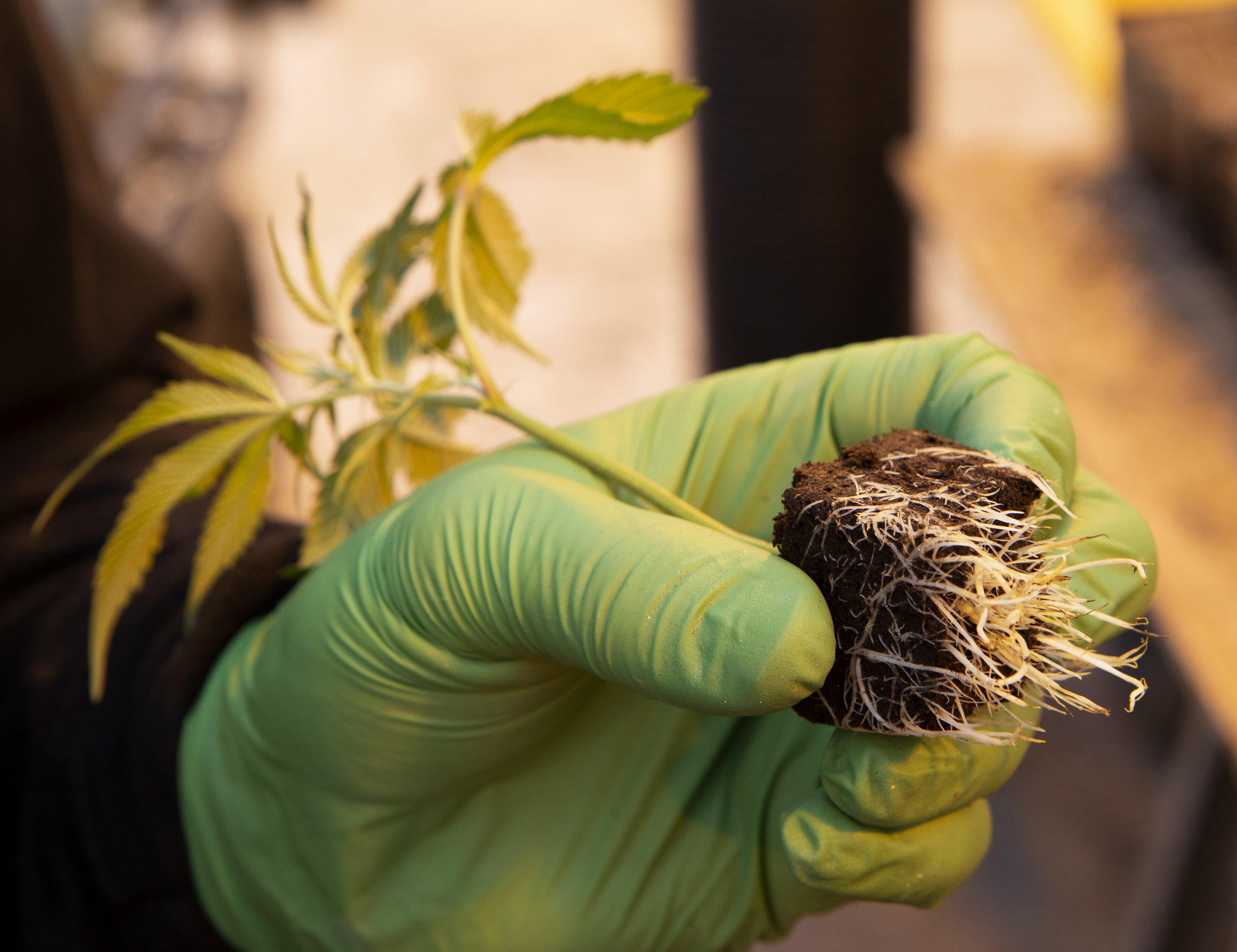 Clones 101 — Highline Nursery