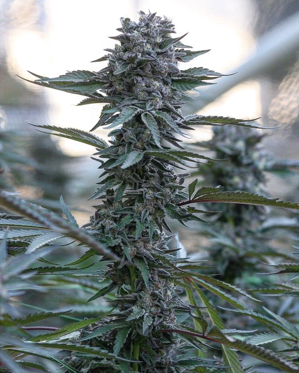 Cannabis Clones— Highline Nursery Humboldt