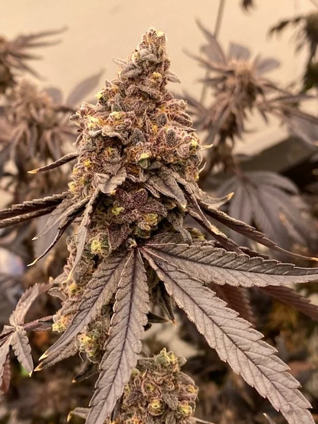 Cannabis Clones— Highline Nursery Humboldt