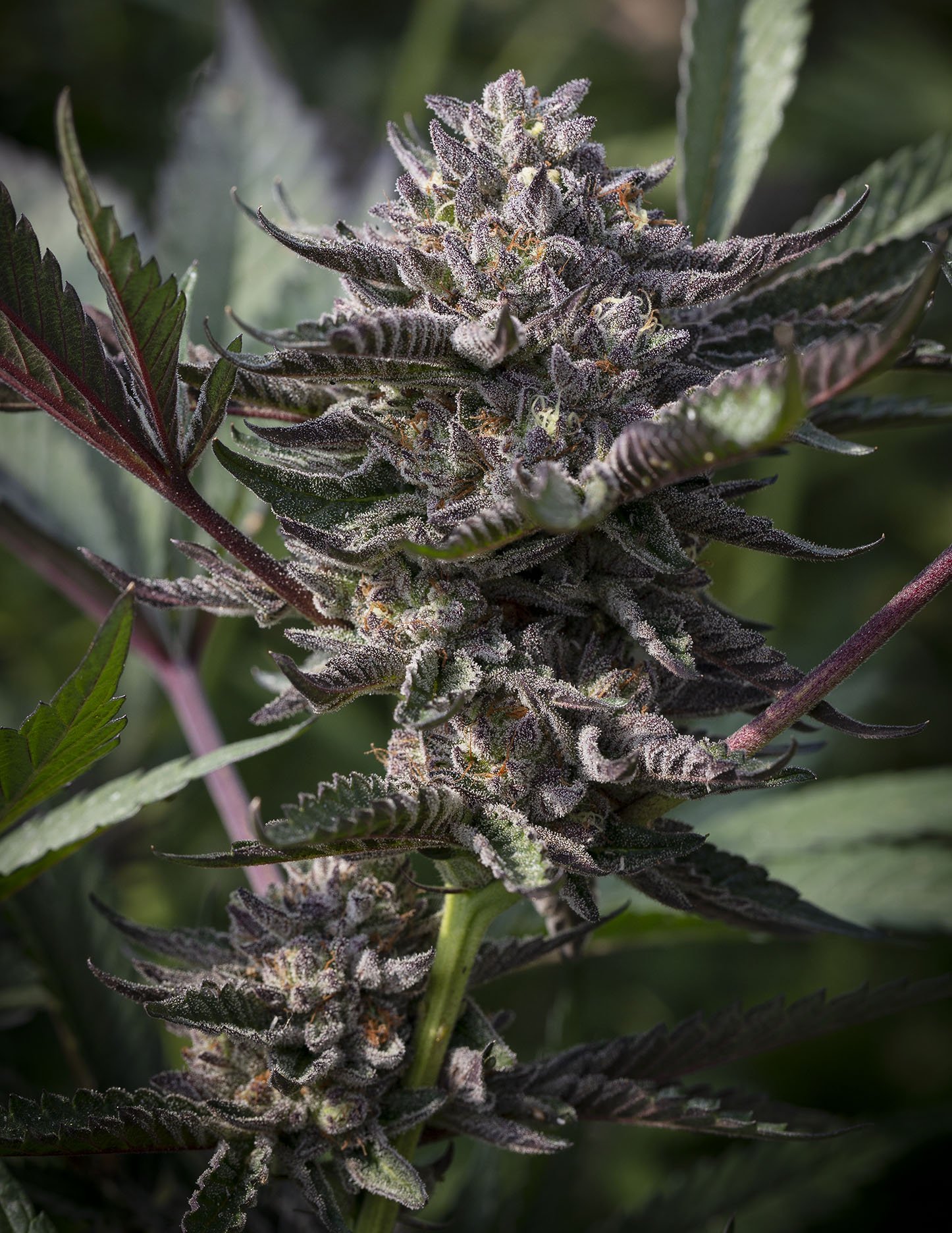 Cannabis Clones— Highline Nursery Cannabis Clones— Highline Nursery
