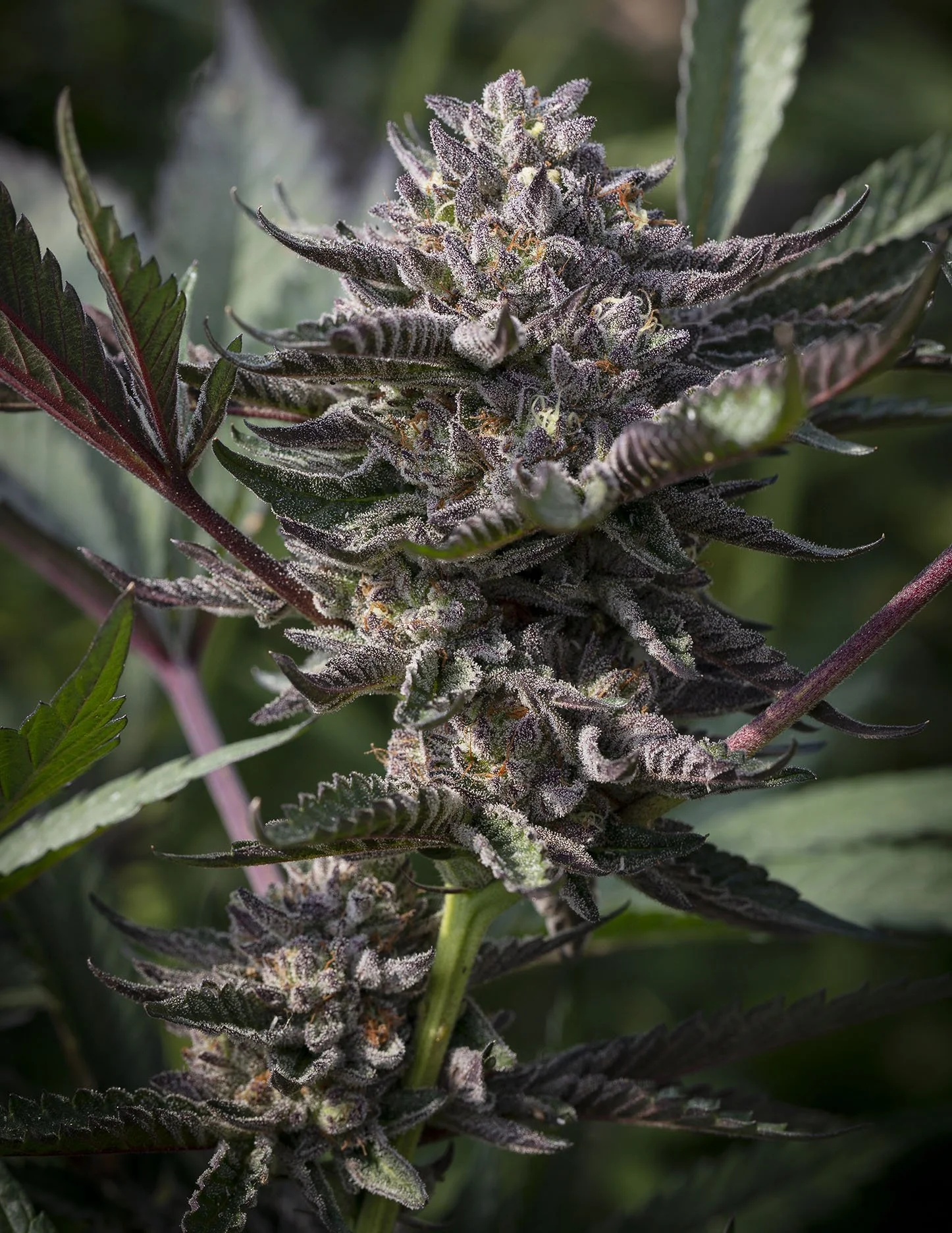 Cannabis Clones— Highline Nursery Humboldt