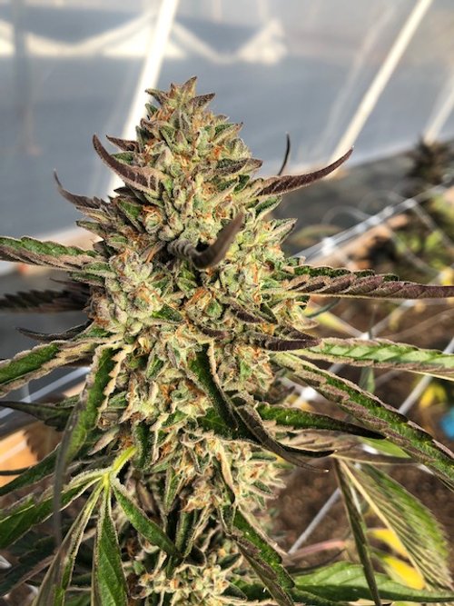 Cannabis Clones— Highline Nursery Humboldt