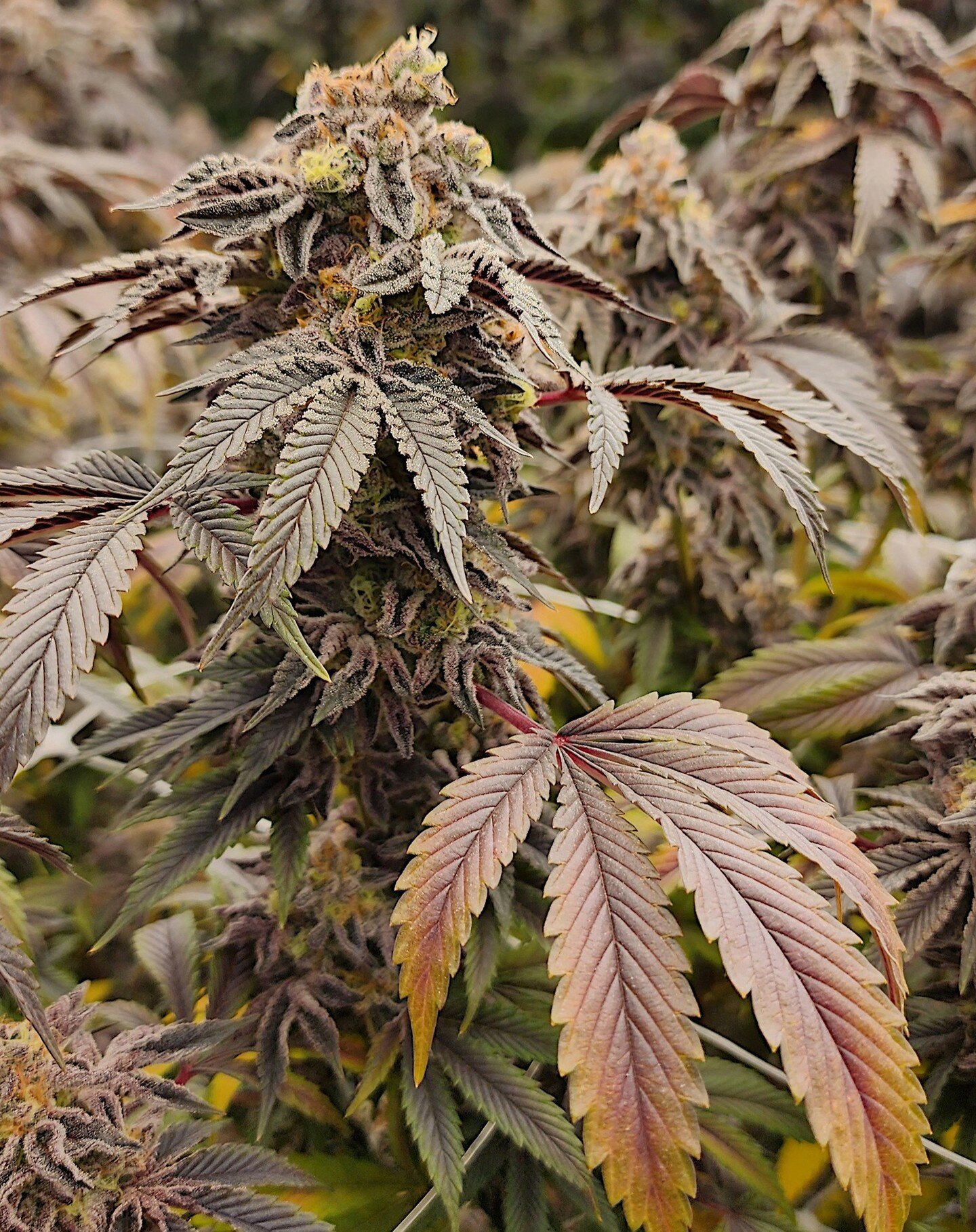 With multiple facilities throughout California we have the Inventory, stains, and variety our farmers need to succeed this season.

Governmint Oasis seen here is an absolute unit of a strain. A cross of GMO and Gush Mints this strain excels in weight