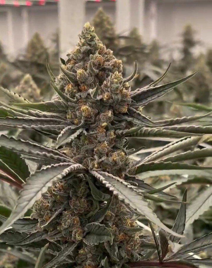 I love G2D too 😭

Go follow our friends @gamacanna they grow some nice flower and exceptionally pretty bud

Video 1: Gama Canna's Indoor G2D coming out Chonky

Video 2: Mixed light G2D in all its frosty glory