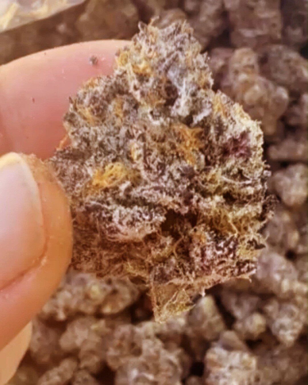 Some strains are just easier to grow 🌱. Our Mochi Runtz is vigorous and has a plant structure that helps mitigate issues with powdery mildew and botrytis (the bud killer 💀).

Our farmers say it produces incredibly beautiful bud. I chalk it up to it