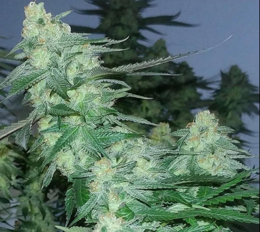 Cannabis Clones— Highline Nursery Humboldt