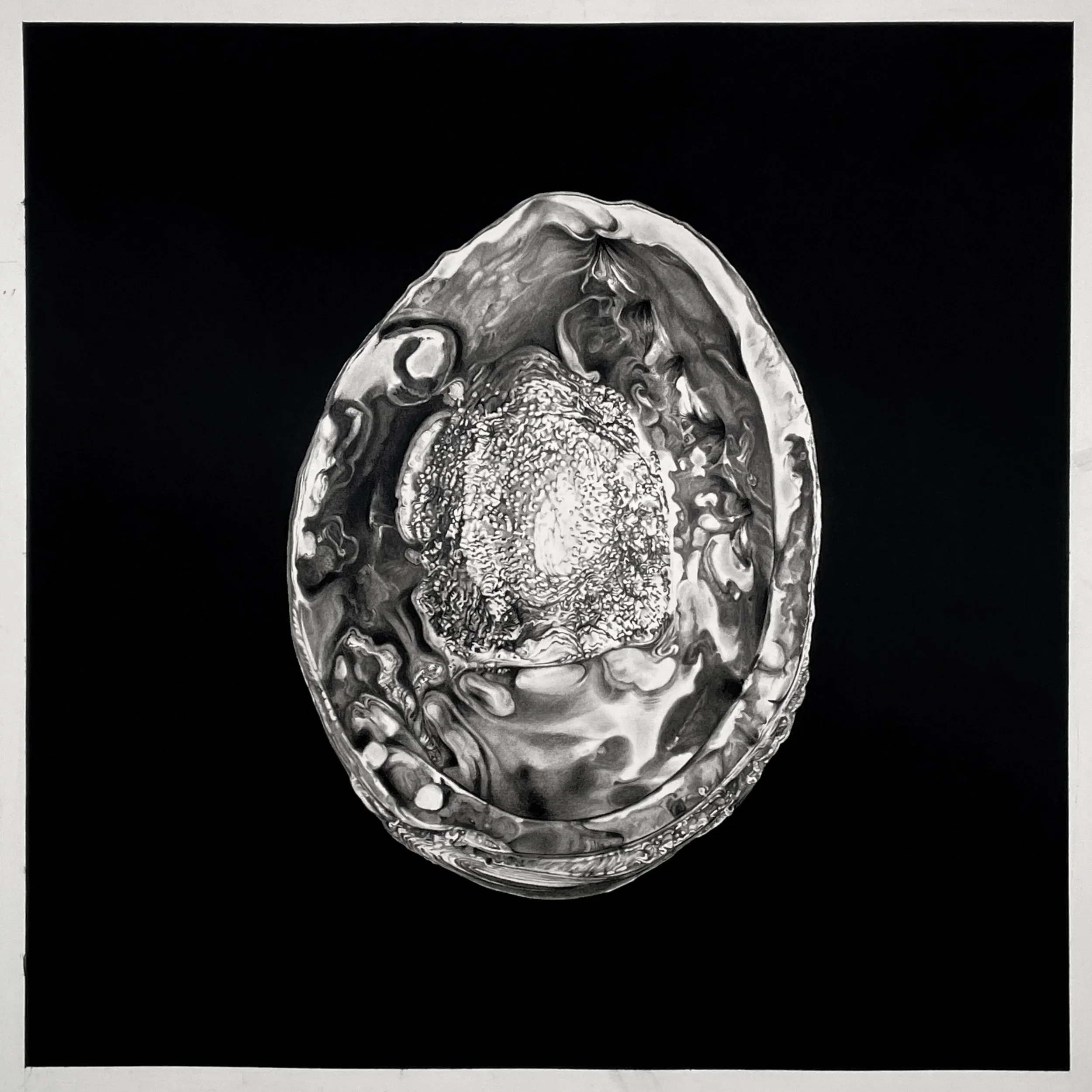 Abalone_2.webp