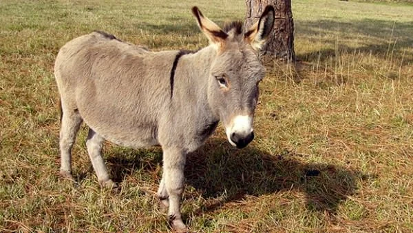 mini-donkey_Kathleen-Conklin-Flickr-600x338.jpg