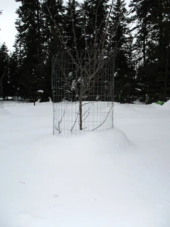 FruitTreeSnow.jpg