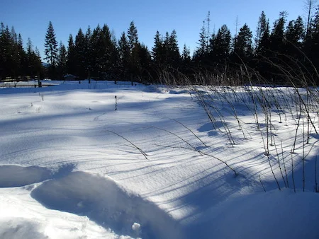 GardenSnow.jpg