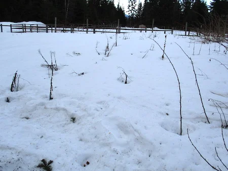 GardenSnow2.jpg