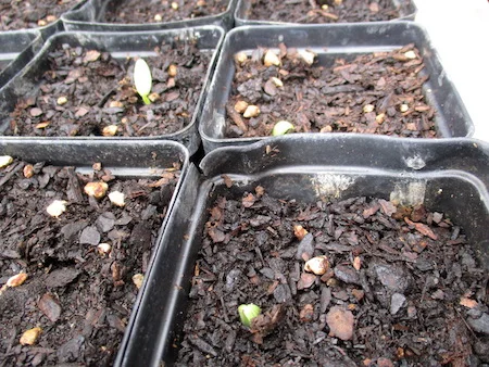 CukeSeedlings.jpg