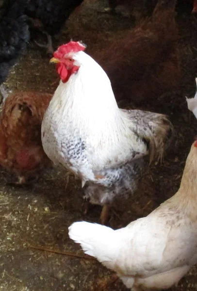 Rooster.jpg