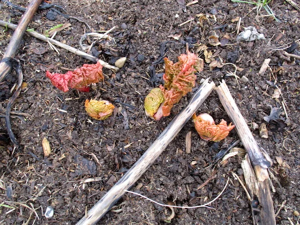 Rhubarb.jpg