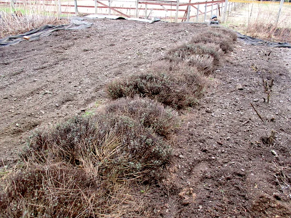 BerryBed2.jpg