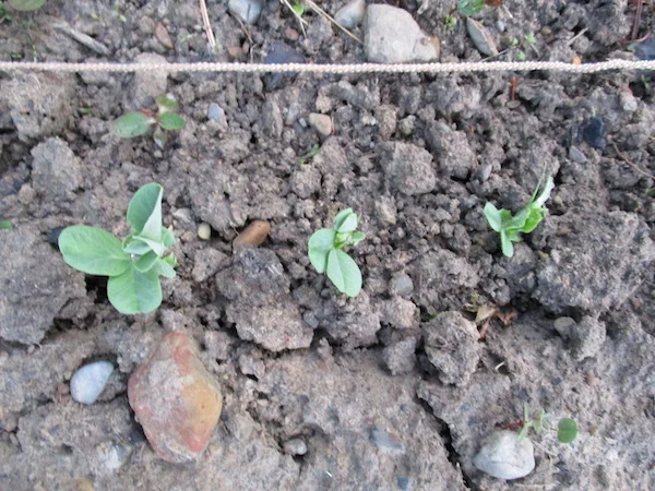 PeaShoots.jpg