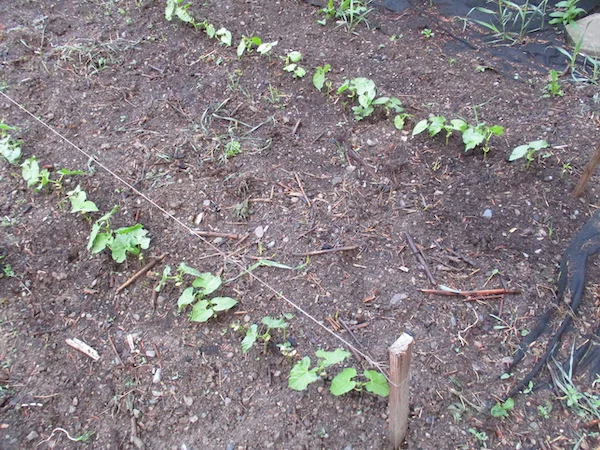 BeanPatch.jpg