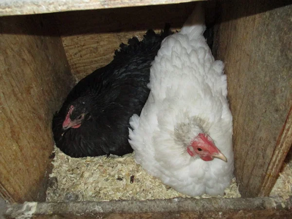 TwoChickens.jpg