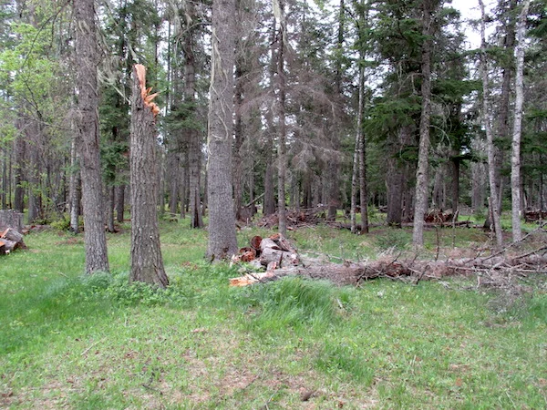 TreeDown.jpg