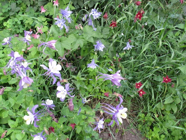 Columbines2019.jpg