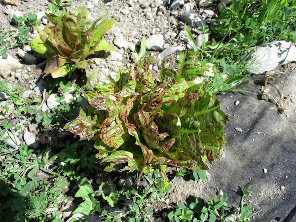 Lettuce.jpg