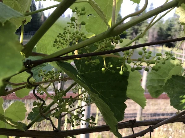 Grapes2019.jpg