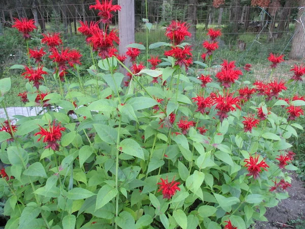 JacobClineMonarda.jpg