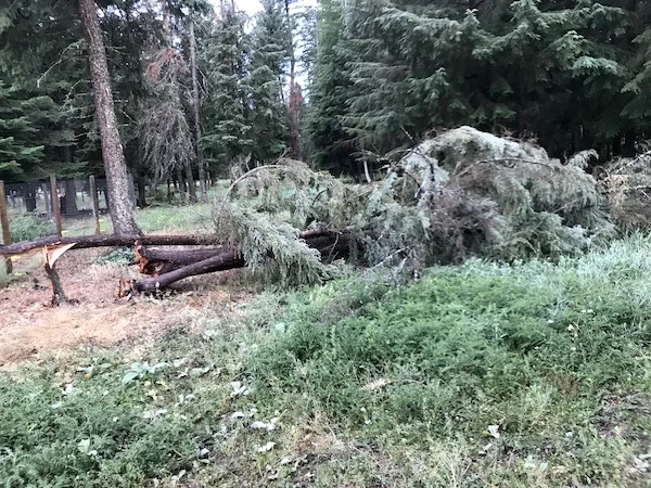 TreeDown1.jpg