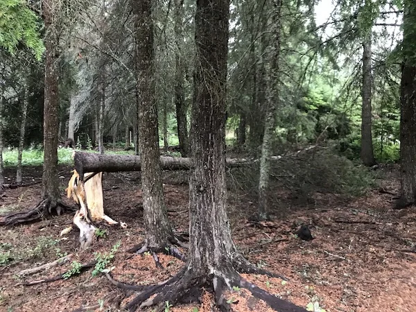 TreeDown2.jpg