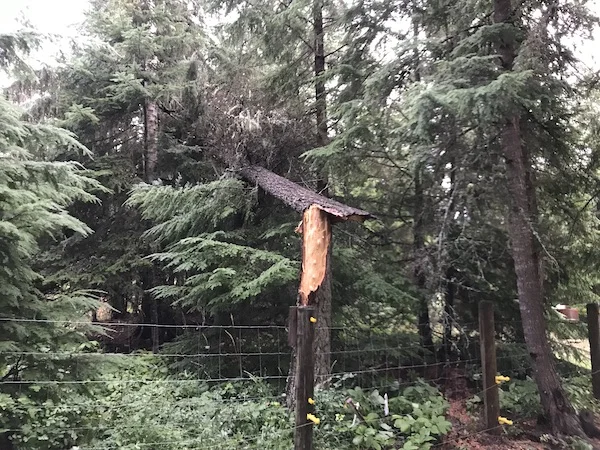 TreeDown3.jpg