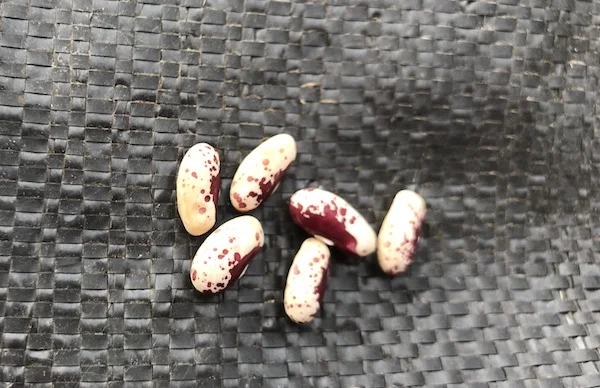 BeanVermontCranberry.jpg