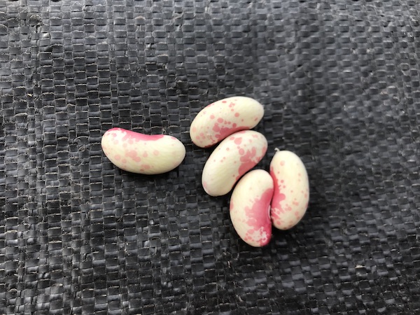 BeanJacobCattle.jpg