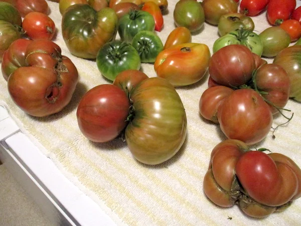 UglyTomatoes.jpg