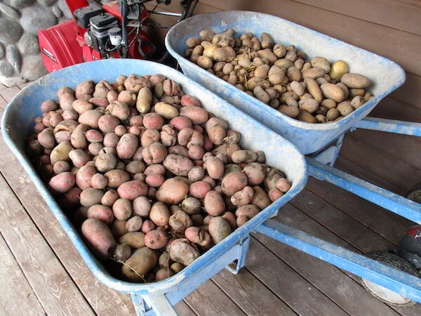 Potatoes2019.jpg