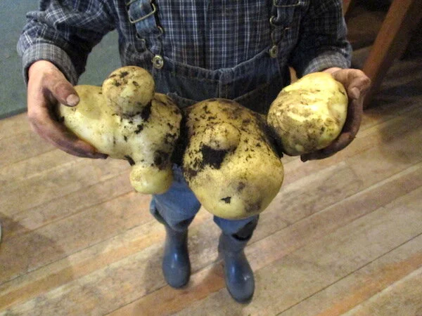 GiantSpud.jpg