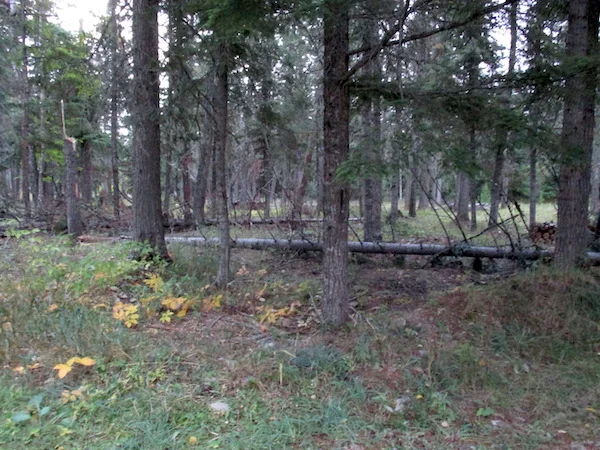 TreesSeptStorm.jpg