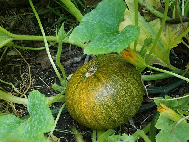 Ormiston Manson - 2020 - Pumpkin.jpg