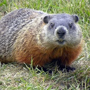 Ormiston Manson - 2020 - Woodchuck.jpg