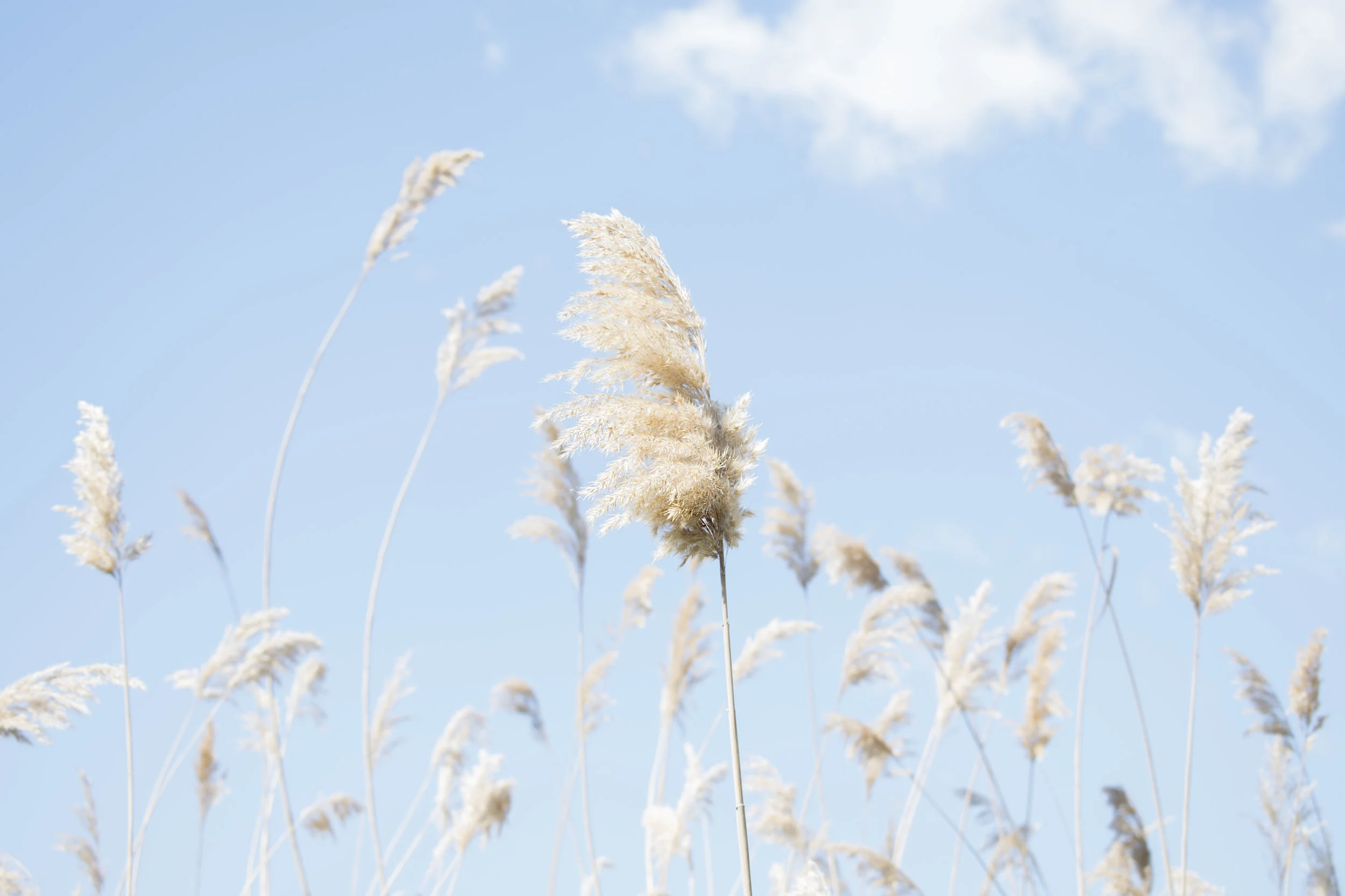 Healing the Impact of Technology