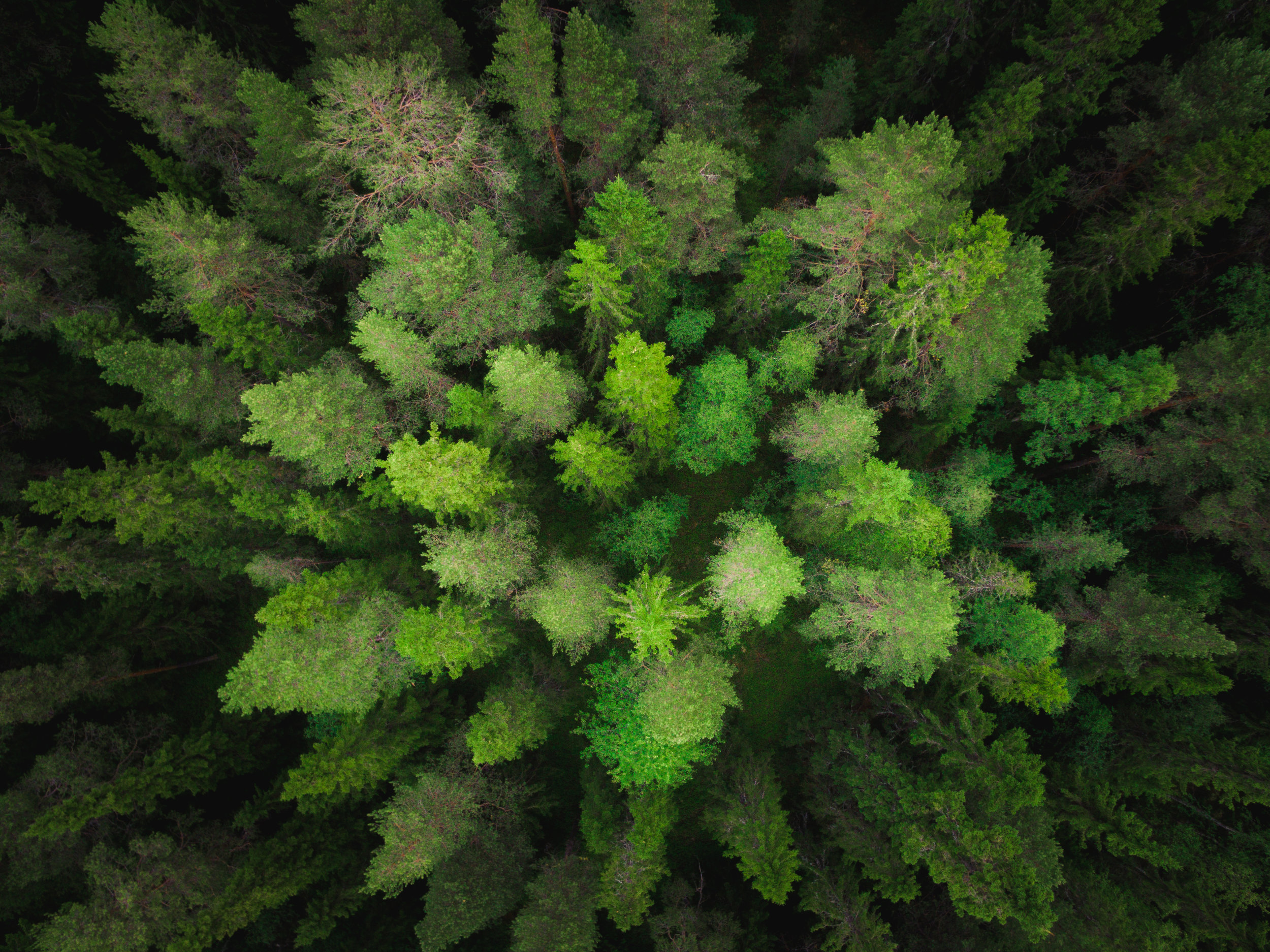 Speech, Drama and Movement at Rainbow Ridge-School of Steiner Education