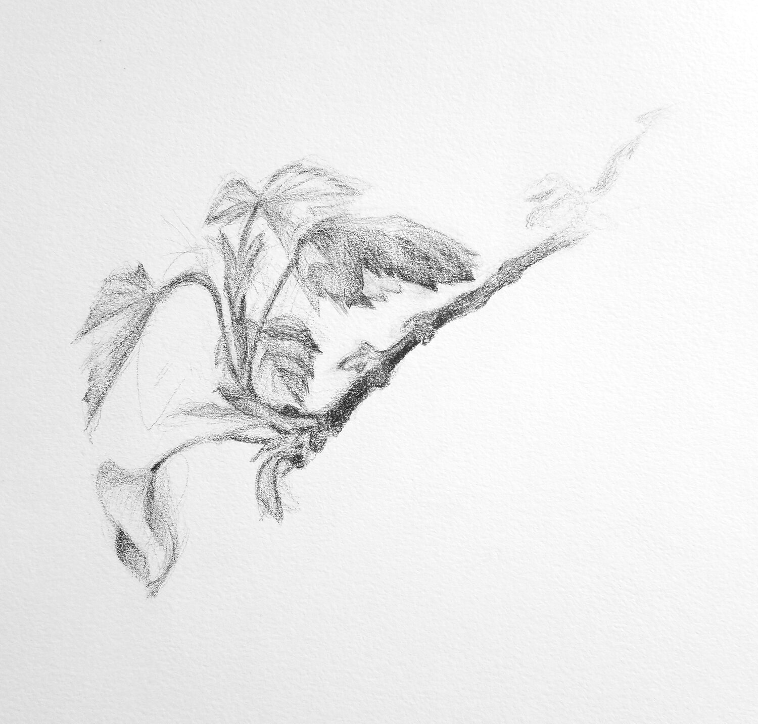 Budding Leaves Drawing