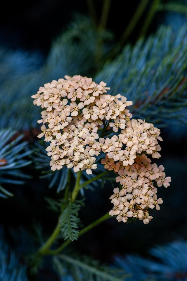 Yarrow Liver Compress Instructions