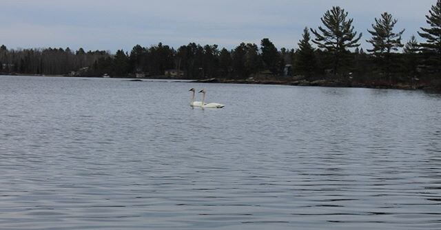 Trumpeter Swans on Deer Lake!!?? Yep! Super Excited to Catch This Beautiful Couple Just Off Our Docks #deerlakecottageresort #trumpeterswan #neontario #sudbury #westnipissing #northbay