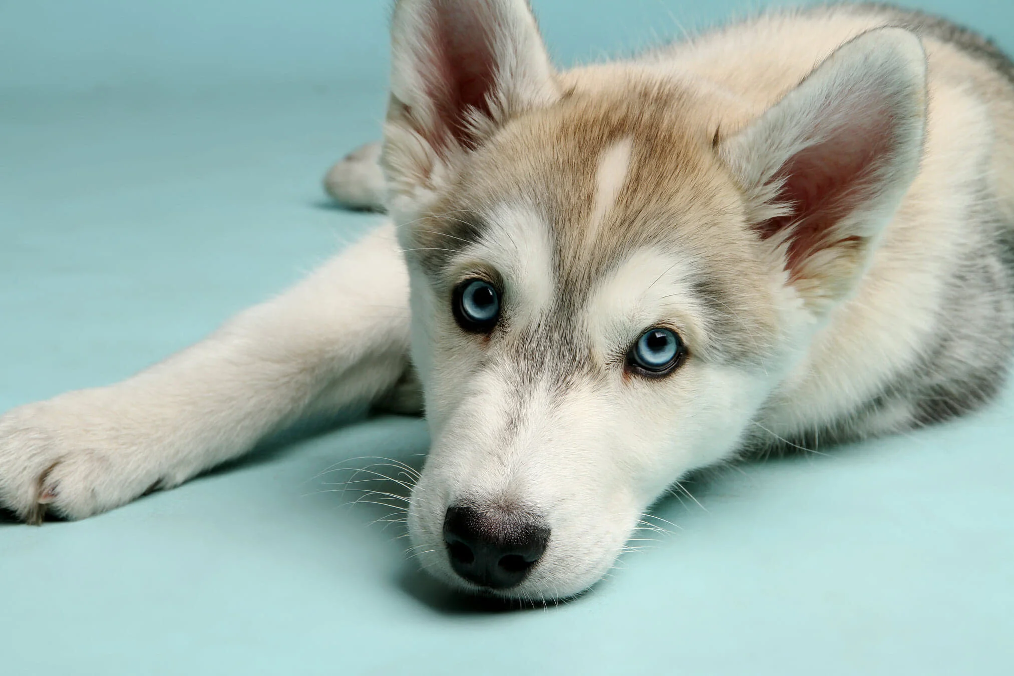 Mysterious, yet amazing research on dogs relationship with humans!