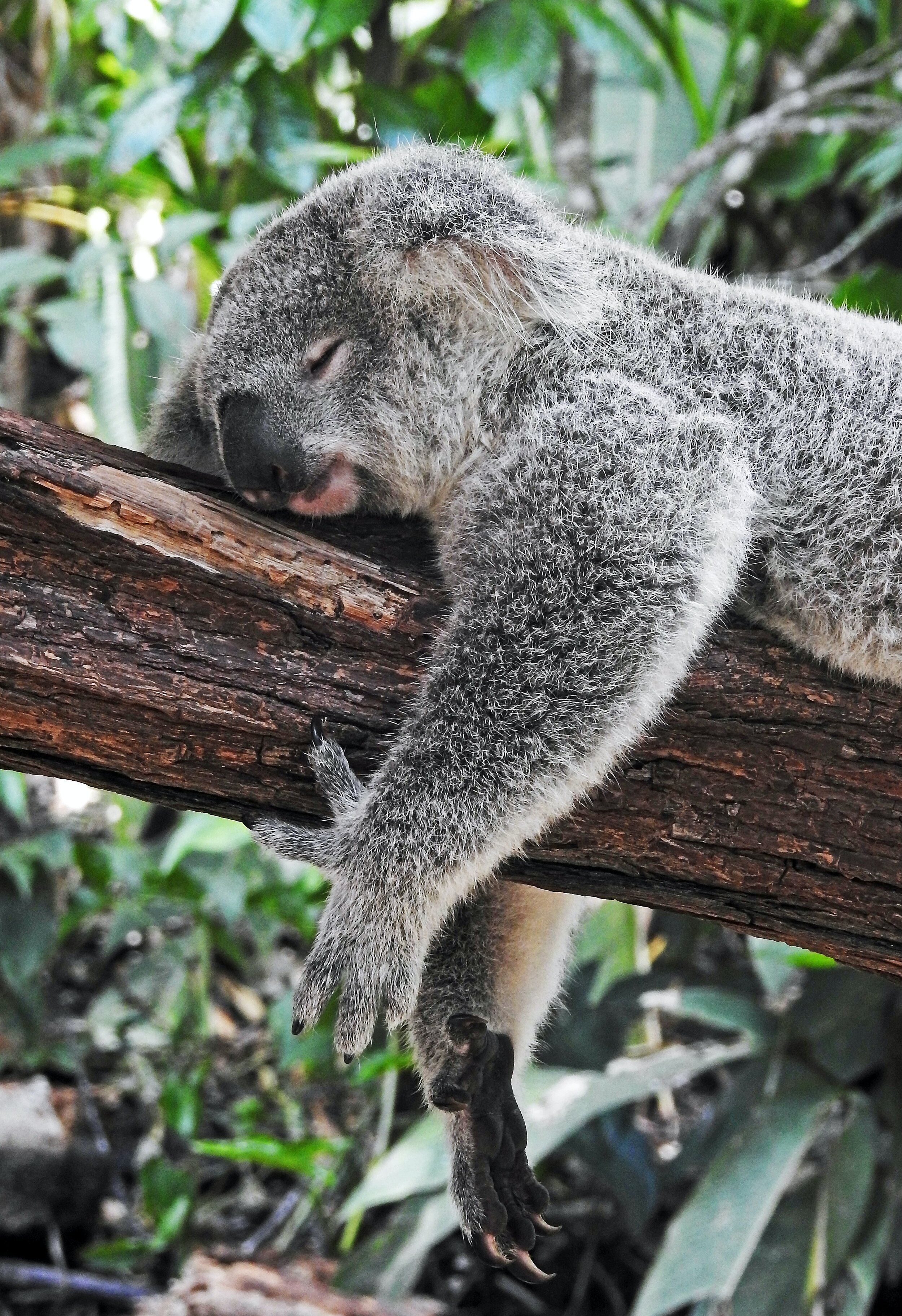 koalas apparently sleep over 20 hours a day. Fact or Fiction?