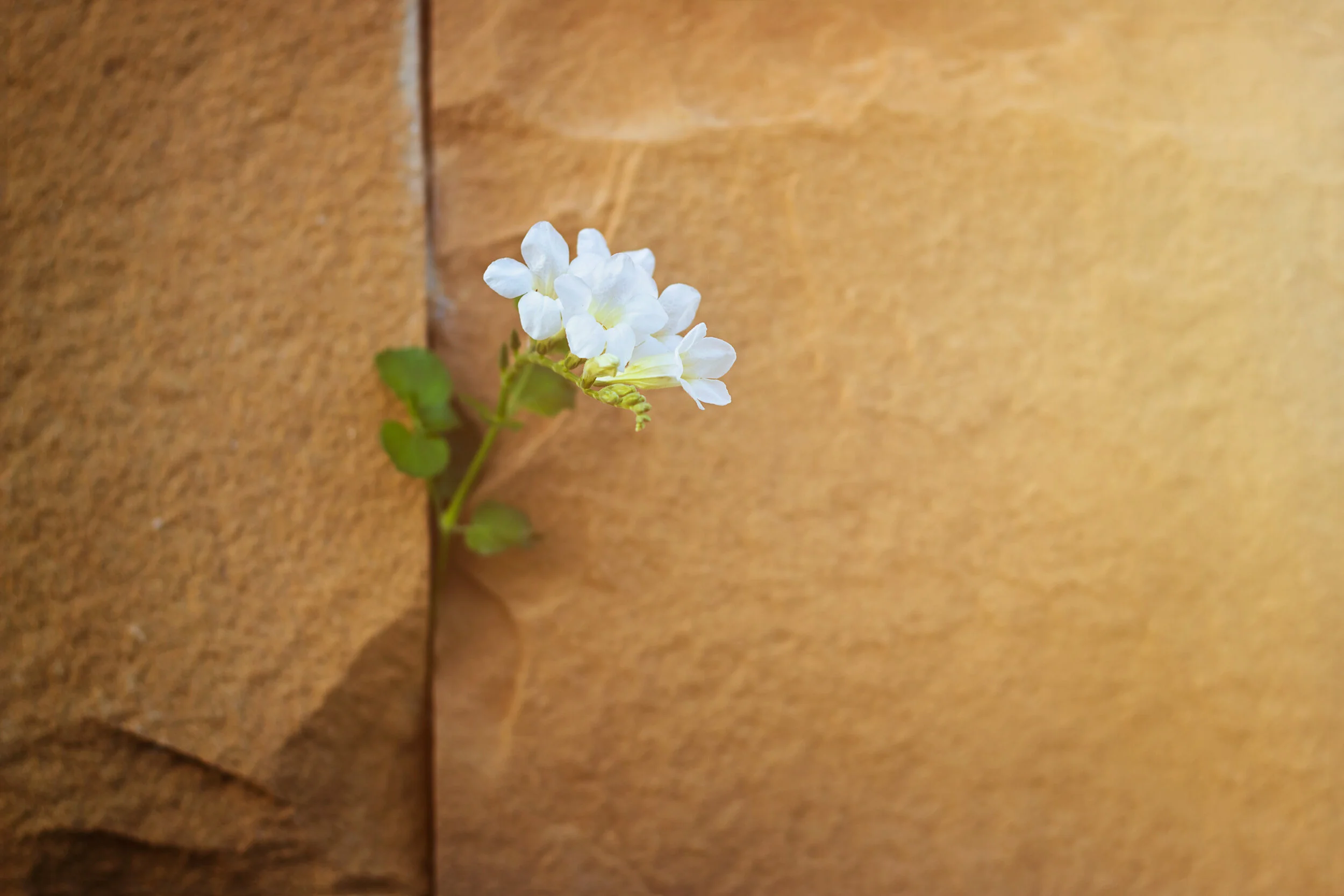 Resilience