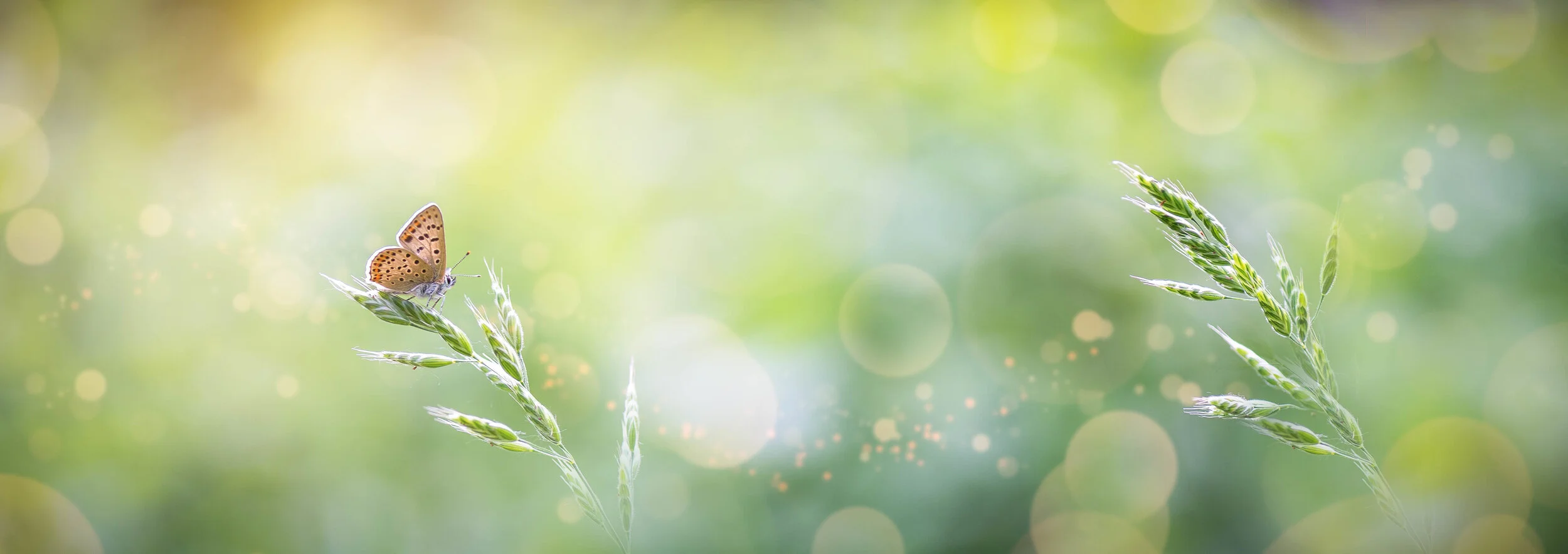 Reflection “Until we are all free, we are none of us free.” ~ Emma Lazarus Prayer Liberating Lord, Your word in scripture reveals humanity to be a necessarily social being. We are made for you and for each other. Help us to see th